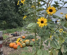 Pumpkins and flowers