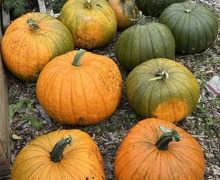 Pumpkins