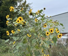 Sunflowers