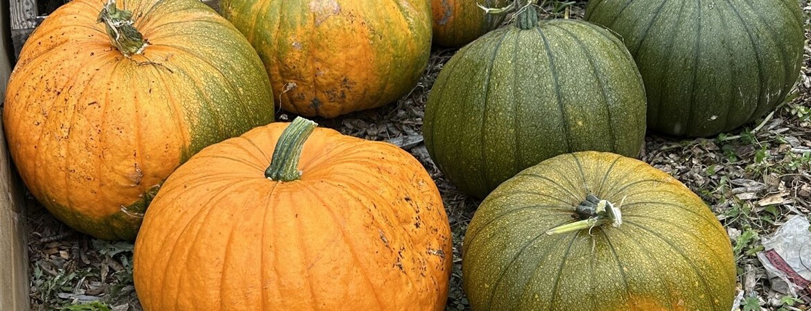 TWGGS Community Garden