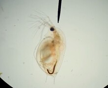 Daphnia